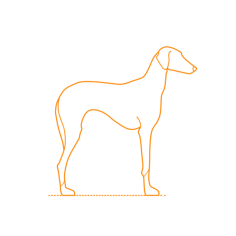 Animals Dogs Azawakh Stencil Svg Vector, Free Vectors File